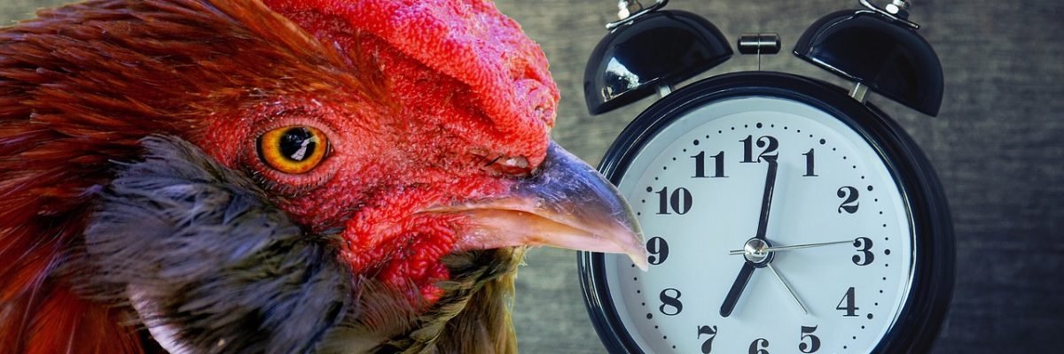 hahn, bird, gockel-2645271