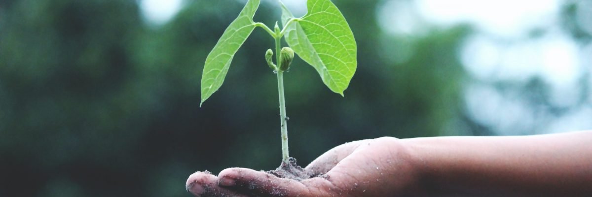 person-holding-a-green-plant-1072824
